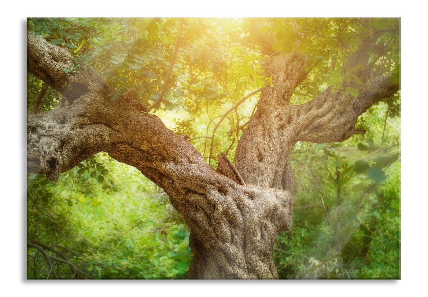 Pixxprint Glasbild Mächtiger Baum im Wald, Mächtiger Baum im Wald (1 St), Glasbild aus Echtglas, inkl. Aufhängungen und Abstandshalter von Pixxprint