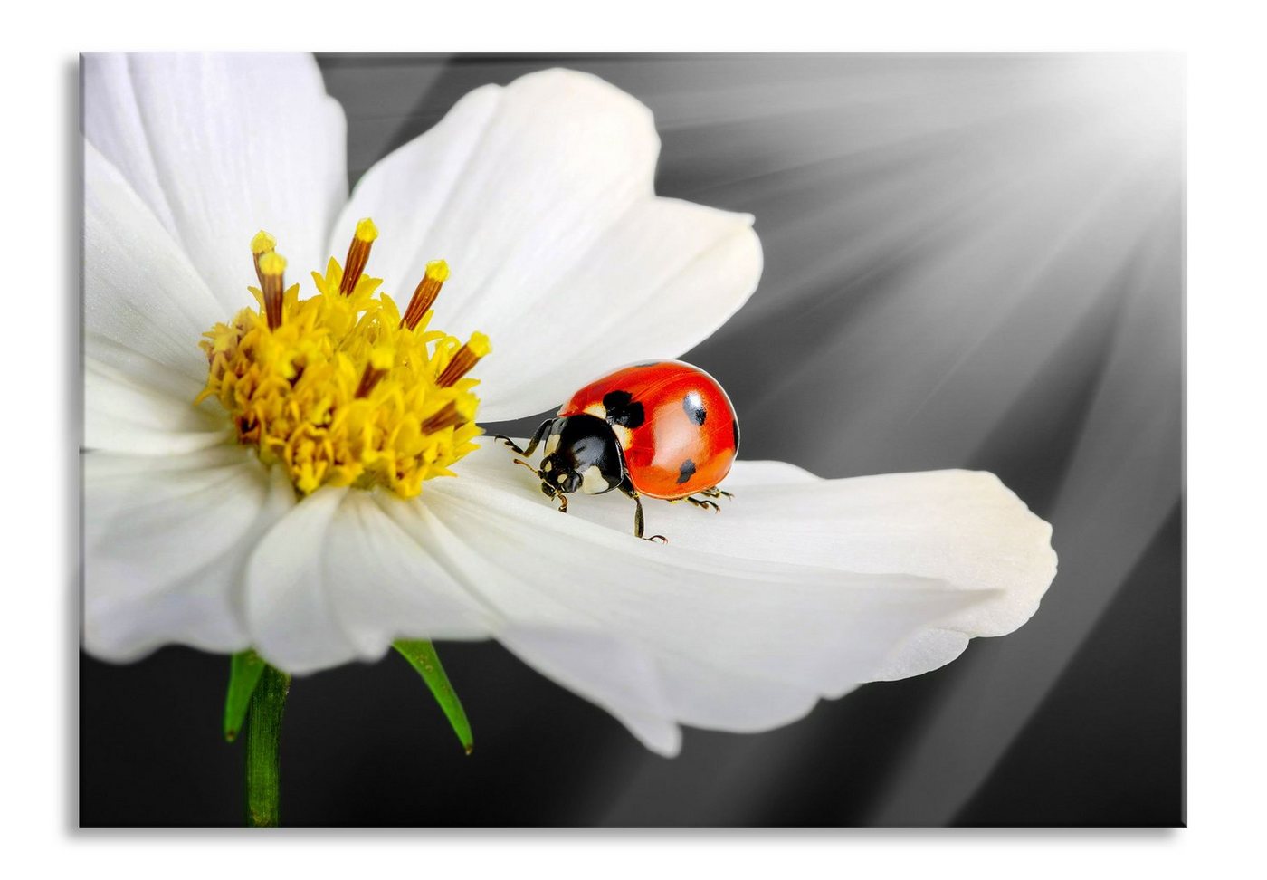 Pixxprint Glasbild Marienkäfer auf einer weißen Blume, Marienkäfer auf einer weißen Blume (1 St), Glasbild aus Echtglas, inkl. Aufhängungen und Abstandshalter von Pixxprint