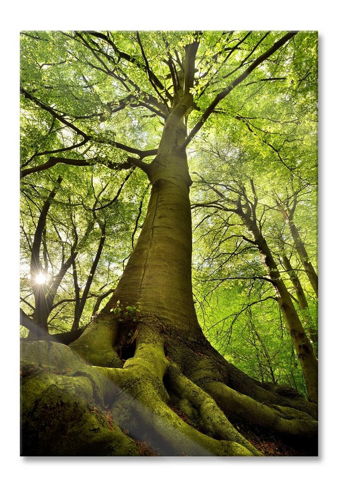 Pixxprint Glasbild Riesiger Baum im Dschungel, Riesiger Baum im Dschungel (1 St), Glasbild aus Echtglas, inkl. Aufhängungen und Abstandshalter von Pixxprint