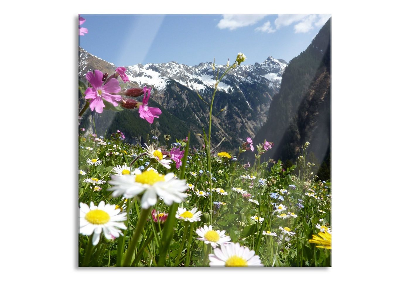 Pixxprint Glasbild Wunderschöne Blumen Alpenwiese, Wunderschöne Blumen Alpenwiese (1 St), Glasbild aus Echtglas, inkl. Aufhängungen und Abstandshalter von Pixxprint