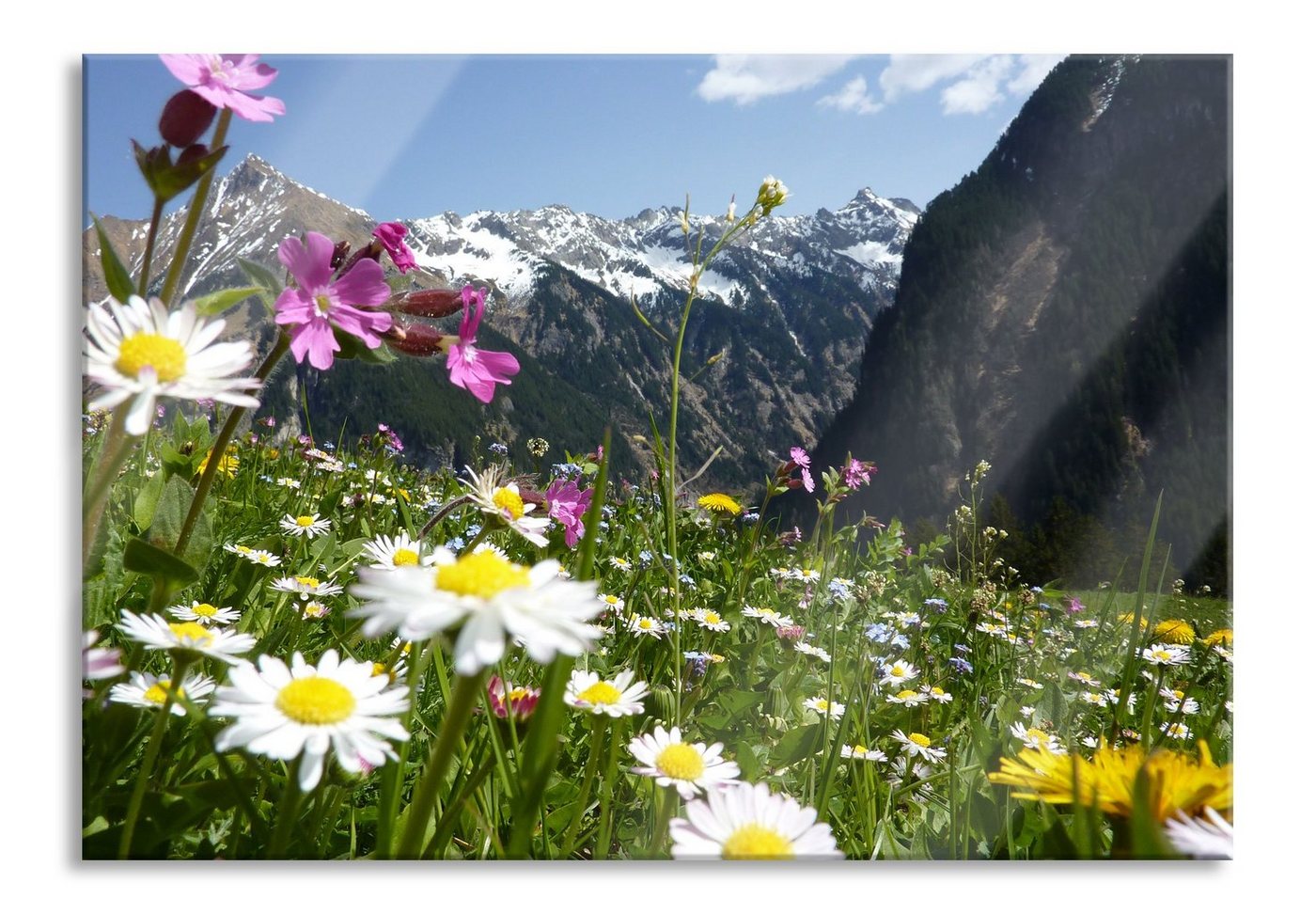 Pixxprint Glasbild Wunderschöne Blumen Alpenwiese, Wunderschöne Blumen Alpenwiese (1 St), Glasbild aus Echtglas, inkl. Aufhängungen und Abstandshalter von Pixxprint