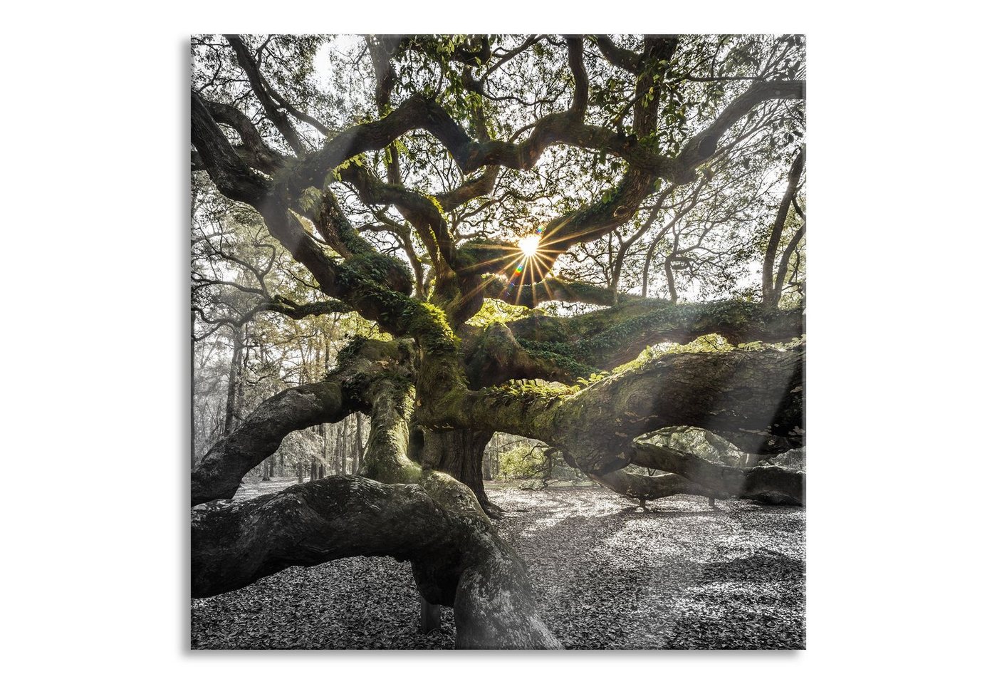 Pixxprint Glasbild gigantisch verzweigter Baum, gigantisch verzweigter Baum (1 St), Glasbild aus Echtglas, inkl. Aufhängungen und Abstandshalter von Pixxprint