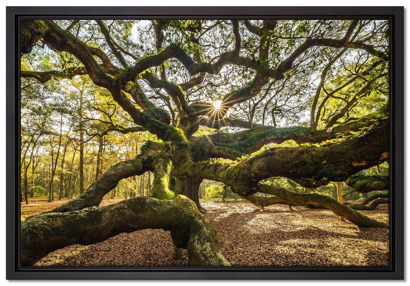 Pixxprint Leinwandbild gigantisch verzweigter Baum, Wanddekoration (1 St), Leinwandbild fertig bespannt, in einem Schattenfugen-Bilderrahmen gefasst, inkl. Zackenaufhänger von Pixxprint