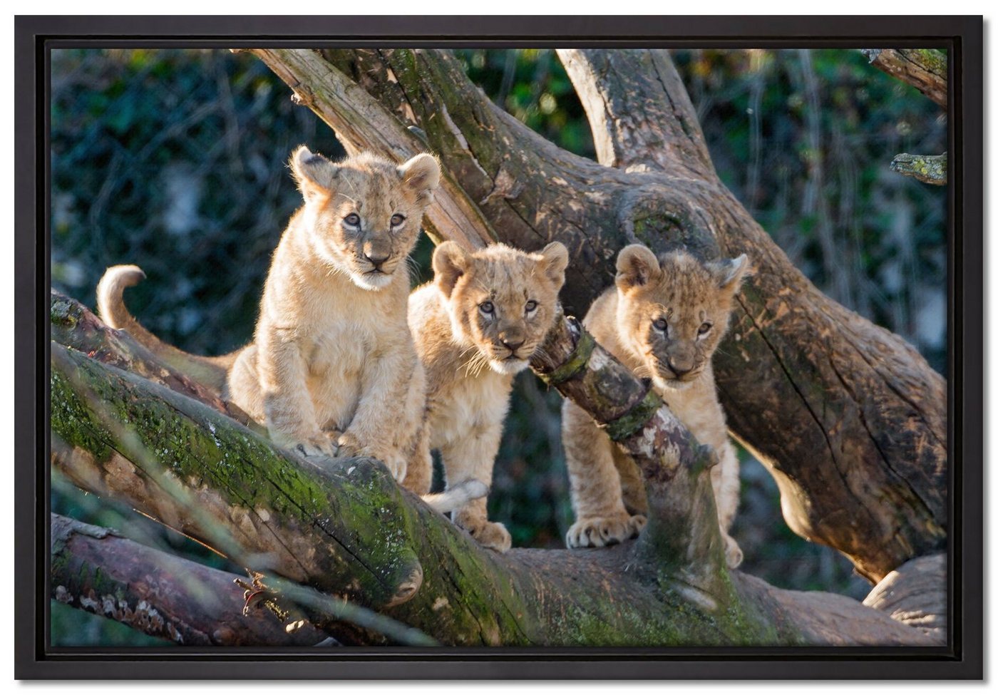 Pixxprint Leinwandbild süße Löwenjunge auf Baum, Wanddekoration (1 St), Leinwandbild fertig bespannt, in einem Schattenfugen-Bilderrahmen gefasst, inkl. Zackenaufhänger von Pixxprint