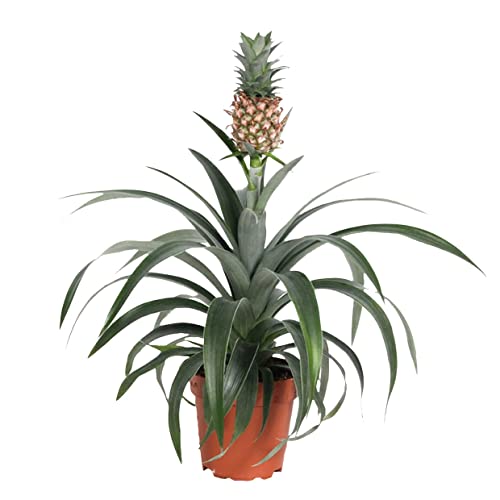 Plant in a Box - Ananaspflanze 'Mi Amigo' - Zimmerpflanze - Topf 12cm - Höhe 35-45cm von Plant in a Box