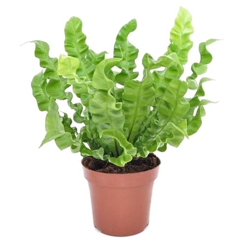 Plant in a Box - Asplenium nidus 'Knusprige Welle' - Nestfarn - Grüne Zimmerfplanze - Topf 12cm - Höhe 25-40cm von Plant in a Box