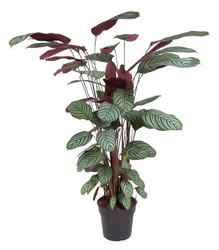 Plant in a Box - Calathea Oppenheimiana - Korbmarante - Große Zimmerpflanze mit grün/roten Blättern - Topf 27cm - Höhe 120-130cm von Plant in a Box