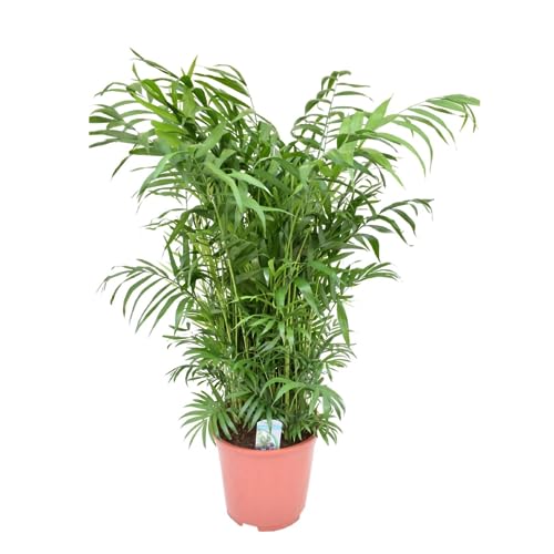 Plant in a Box - Chamaedorea elegans - Bergpalme - Bergpalme - Schmuckpalme - Zimmerpflanze - Topf 20cm - Höhe 80-90cm von Plant in a Box