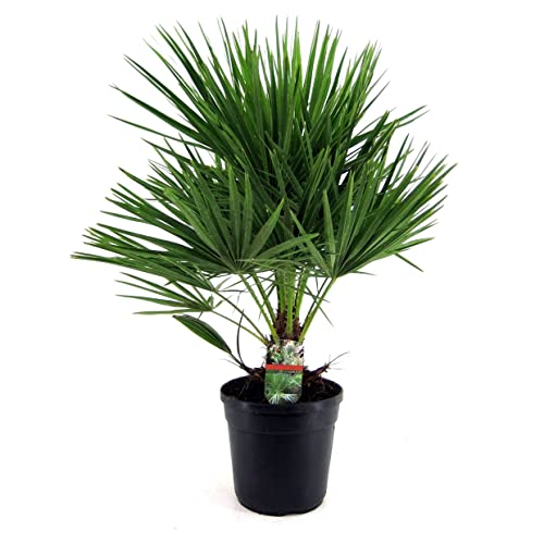 Plant in a Box - Chamaerops Humilis - Mediterrane Zwergpalme - Topf 21cm - Höhe 70-80cm von Plant in a Box