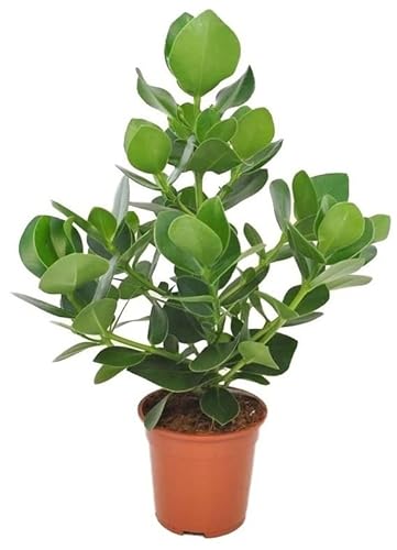 Plant in a Box - Clusia rosea Princess - Luftreinigende Zimmerpflanze - Topf 17cm - Höhe 50-60cm von Plant in a Box