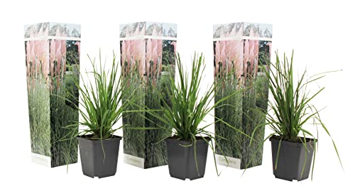 Plant in a Box - Cortaderia selloana Weiß und Rosa - 3er Set Pampasgräser - Ziergräser Kollektion - Schnellwüchsig und Winterhart - Topf 9cm - Höhe 25-40cm von Plant in a Box