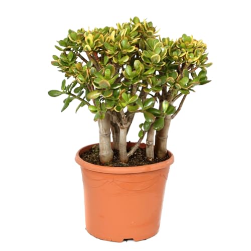 Plant in a Box - Crassula ovata 'Sunset' XL - Zimmerpflanze - Sukkulente - ⌀ 30 cm - Höhe 55-60 cm von Plant in a Box