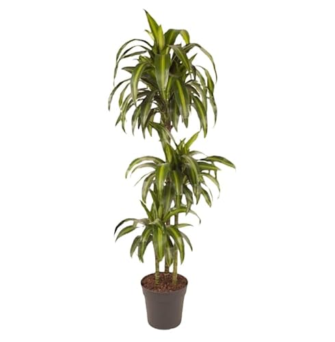 Plant in a Box - Dracaena fragrans - 'Hawaiianischer Sonnenschein' - Drachenbaum - Topf 24cm - Höhe 130-140cm von Plant in a Box