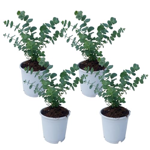 Plant in a Box - Eucalyptus Pulverulenta 'Baby blau' - 4er Set - Eukalyptus - Topf 12cm - Höhe 25-40cm von Plant in a Box