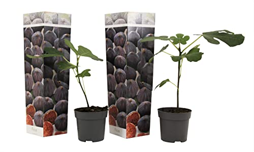 Plant in a Box - Ficus Carica Brown Turkey - Höhe 25-40cm - Junger Feigenbaum winterhart - 2er Set - Obstbaum für garten der balkon - Topf 9cm von Plant in a Box