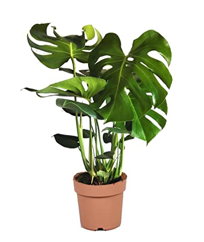 Plant in a Box - Monstera Deliciosa - Fensterblatt - Grüne Zimmerpflanze - Topf 21cm - Höhe 70-80cm von Plant in a Box