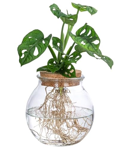 Plant in a Box - Monstera 'Affenmaske' im Glas – Fensterblatt – Hydrokultur – Zimmerpflanze im Wasser von Plant in a Box
