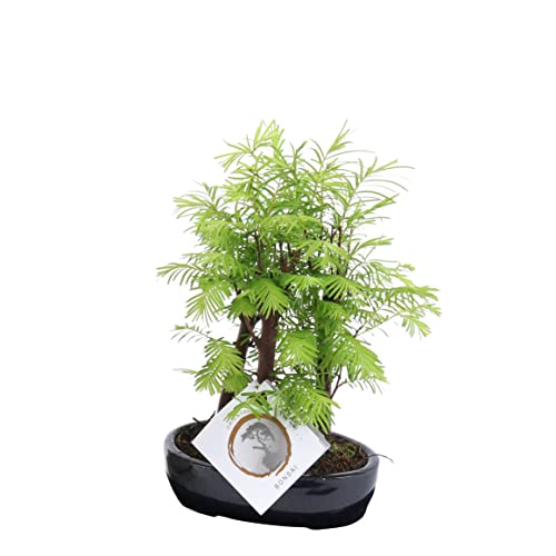 Plant in a Box - Outdoor Bonsai Metasequoia Forest - Bonsai - Topf 15cm - Höhe 20-30cm von Plant in a Box