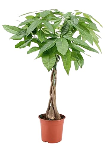 Plant in a Box - Pachira Aquatica - Geldbaum - Glückskastanie - Topf 17cm - Höhe 60-70cm von Plant in a Box