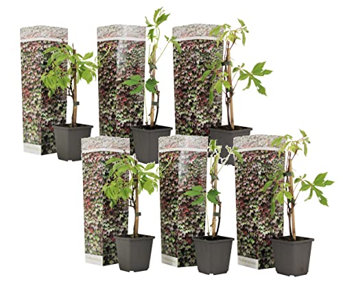 Plant in a Box - Parthenocissus quinquefolia 'Wilde Wingerd' - 6er Set Kletterpflanzen Winterhart und schnellwachsend - Topf 9cm - Höhe 25-40cm von Plant in a Box