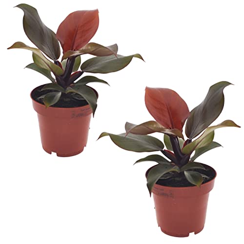 Plant in a Box - Philodendron 'Sonnenlicht' - 2er Set - Tropischen Zimmerpflanze - Wunderschöne rote blätter - Topf 12cm - Höhe 20-30cm von Plant in a Box