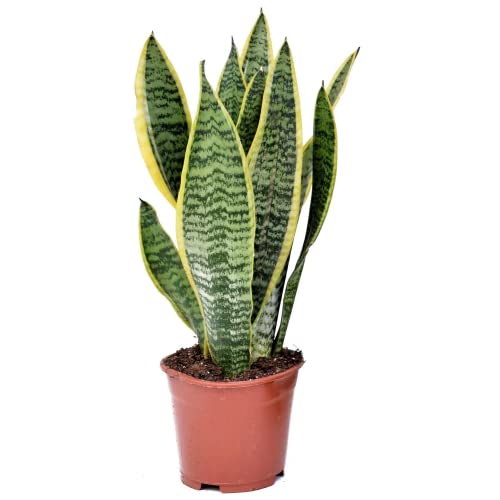 Plant in a Box - Sansevieria 'Futura Superba' - Zimmerpflanzen - Pflegeleicht - Gelblicher Bogenhanf - Topf 12cm - Höhe 35-40cm von Plant in a Box