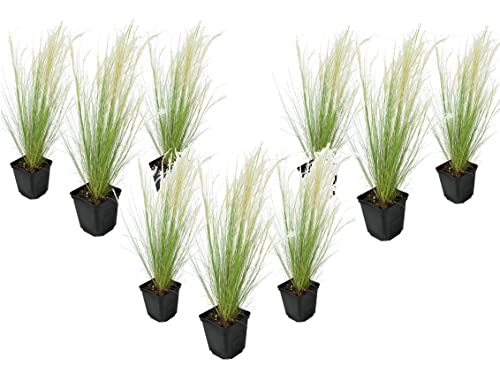 Plant in a Box - Stipa - 9er Set - 'Pony Tail' - Ziergräser Pflanze Federgras Winterhart Mehrjährig - Topf 9cm - Höhe 20-30cm von Plant in a Box