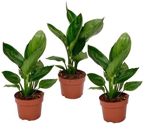 Plant in a Box - Strelitzia Reginea - 3er Set - Königs-Strelitzie - Grüne Zimmerpflanze - Topf 9cm - Höhe 25-40cm von Plant in a Box