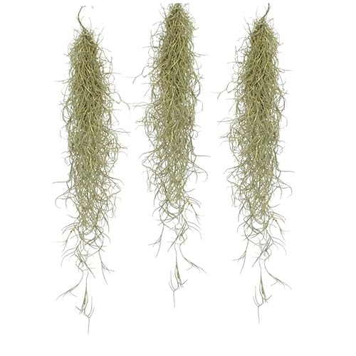 Plant in a Box - Tillandsia Usneoides - 3er Set - Spanisches Moos - Tillandsien - Zimmerpflanzen - Luftpflanzen - Höhe 25-40cm von Plant in a Box