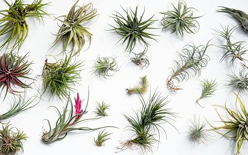 Plant in a Box - Tillandsien Pflanzen mix - 24er Mix - Luftpflanzen echt - Tillandsia - Höhe 5-15cm von Plant in a Box