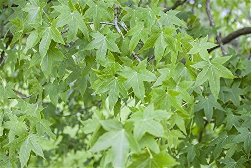 Amerikanischer Amberbaum Liquidambar styraciflua im Topf gewachsen ca. 80-100cm von PlantaPro