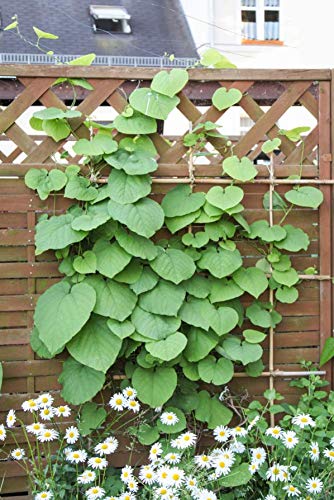 Aristolochia macrophylla Pfeifenwinde Kletterpflanze im Topf gewachsen(60-100cm) von PlantaPro