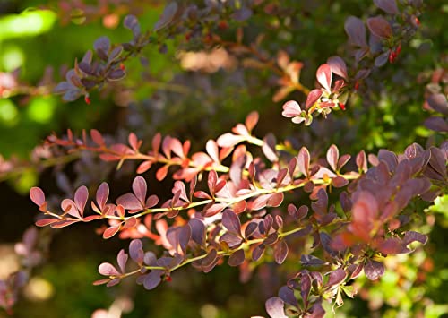 Berberis thunbergii 'Atropurpurea' C 80-100 Rote Heckenberberitze 'Atropurpurea',winterhart, deutsche Baumschulqualität, im Topf für optimales anwachsen von PlantaPro