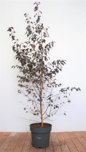 Betula pendula Hängebirke im Topf gewachsen ca. 100 cm auf Stamm von PlantaPro