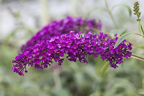 Buddleja davidii 'Royal Red' 80-100 cm - Schmetterlingsflieder, purpurrote Blüten, Blütezeit Juli-September, Schmetterlingsmagnet, pflegeleicht und winterhart Buddleja davidii 'Royal Red' 80-100 cm - Schmetterlingsflieder, purpurrote Blüten, Blütezeit Juli-September, Schmetterlingsmagnet, pflegeleicht und winterhart von PlantaPro