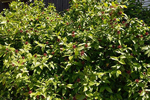 Calycanthus floridus echter Gewürzstrauch 60-80cm im Topf gewachsen von PlantaPro