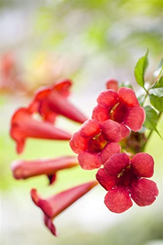 Campsis radicans 'Fire Trumpet' Klettertrompete, 80-100cm, Blühende Gartenpflanze, Robust & Mehrjährig von PlantaPro