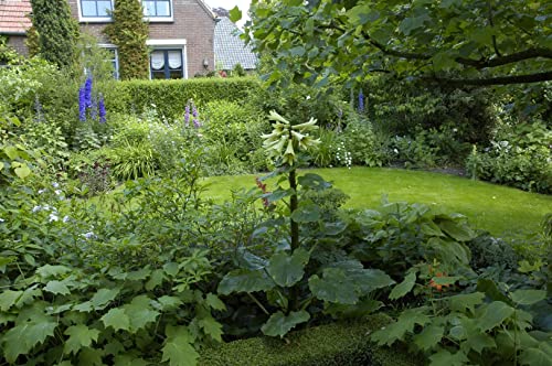 Cardiocrinum giganteum C 2 Himalaya-Riesenlilie,winterhart, deutsche Baumschulqualität, im Topf für optimales anwachsen von PlantaPro