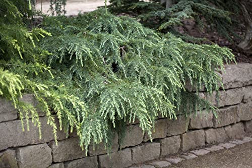 Cedrus deodara 'Feeling Blue' Himalaya-Zeder, Winterhart & Pflegeleicht, C3 Topf, 25-30cm Gartenpflanze von PlantaPro