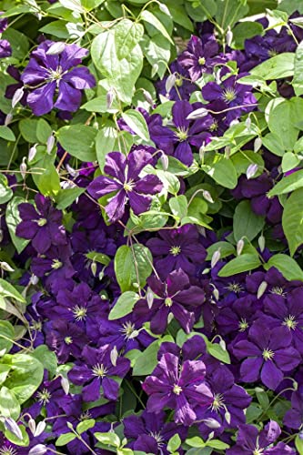 Clematis viticella 'Blue Belle' 2L 60-100 Italienische Waldrebe 'Blue Belle',winterhart, deutsche Baumschulqualität, im Topf für optimales anwachsen von PlantaPro