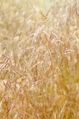 Deschampsia cespitosa 'Goldschleier' - Rasen-Schmiele, Winterhart, Ziergras für Garten & Balkon, P0,5 Topf von PlantaPro