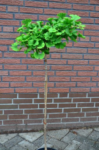 Fächerblattbaum Stämmchen Ginkgo biloba Mariken 80 cm Stammhöhe im 5 Liter Pflanzcontainer von PlantaPro