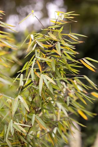Fargesia 'Jiuzhaigou 1' Bambus, Winterhart & Schnellwachsend, 60-80cm, C7,5 Topf, Dekorative Heckenpflanze von PlantaPro