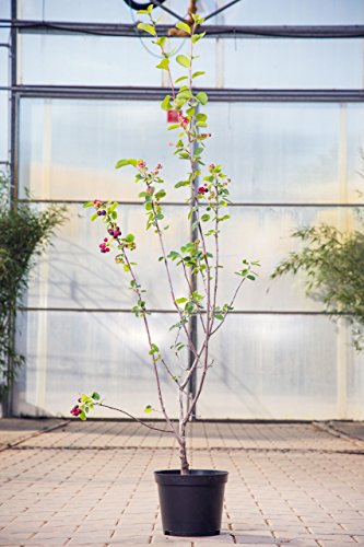 Felsenbirne Obelisk 40-60 cm Strauch für Sonne-Halbschatten Heckenpflanze grünes Laub Gartenpflanze winterhart 1 Pflanze im Topf von PlantaPro