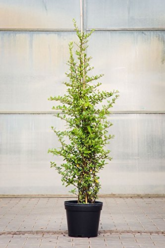 Feuerdorn Red Column, 100-125 cm, im Topf (7,5 Liter), Hecke weiß blühend, Solitär Busch für Sonne, Halbschatten und Schatten, Gartenpflanze winterhart, Pyracantha Red Column von PlantaPro