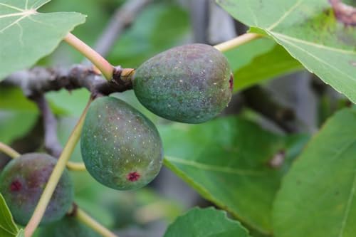 Ficus carica 'Firoma' Feigenbaum - Winterharte Obstpflanze, 60-80 cm, C5 Topf, Süße Früchte von PlantaPro