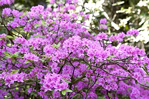 Frühblühender Rhododendron Praecox - Winterharte Gartenpflanze, 30-40 cm, C5 Container, Blühfreudig & Pflegeleicht von PlantaPro