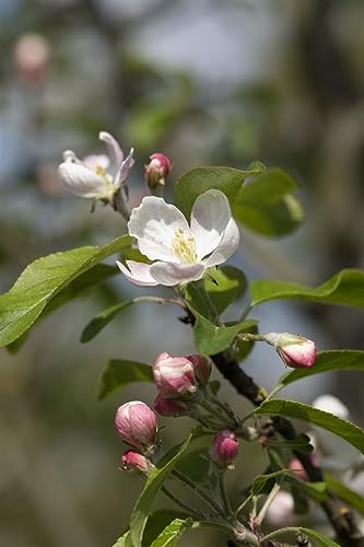 Gloster 69 Apfelbaum - Winterhart, Malus 'Gloster 69' CAC, 150-200cm, Obstbaum im 7,5L Topf, Aromatische Früchte von PlantaPro