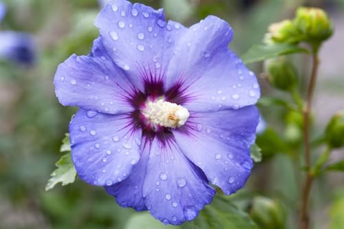 Hibiskus 'Oiseau Bleu' - Eibisch Sta C5 Krone, Winterhart, Einjähriger Stamm, 80cm, Blaue Blüten von PlantaPro