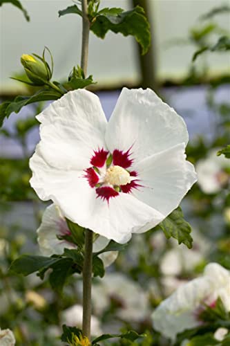 Hibiskus 'Red Heart' C5 60-80cm - Winterharter Garten-Eibisch, Blühender Zierstrauch mit rotem Herz von PlantaPro